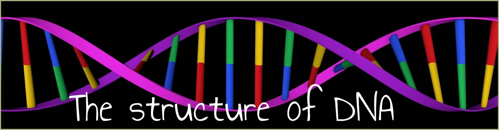 DNA and polymerisation